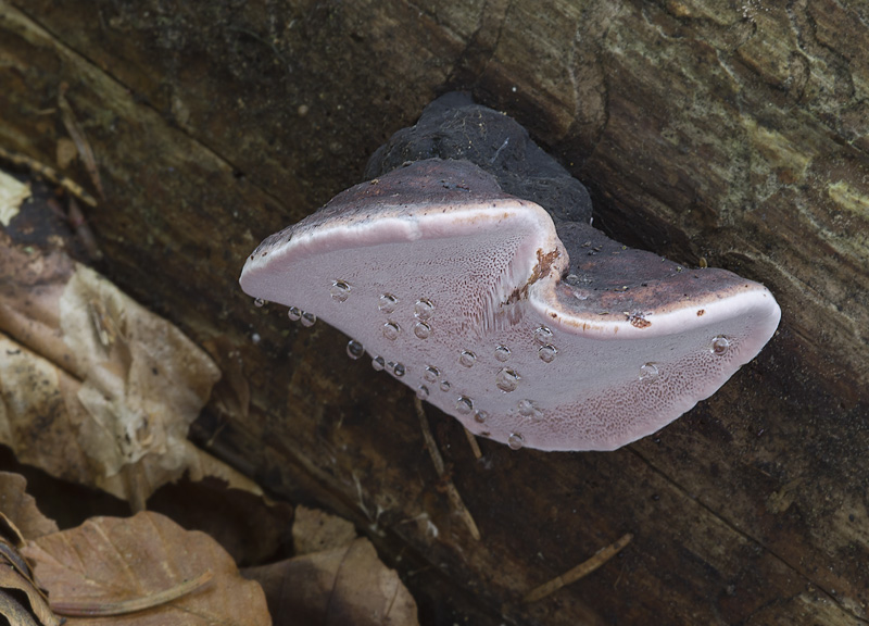 Fomitopsis rosea